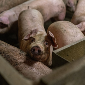 #DoBetterForAnimals #DoBetterForAnimals