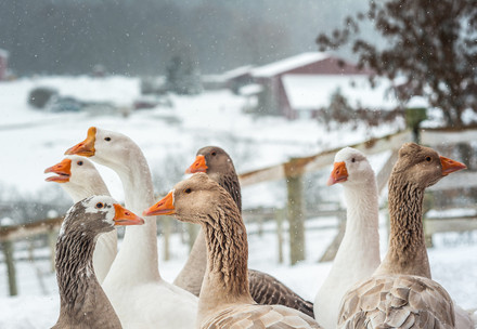 Geese in the snow