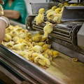 Chicks being sorted on a conveyor belt Chicks being sorted on a conveyor belt