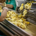 Sorting of chicks Sorting of chicks