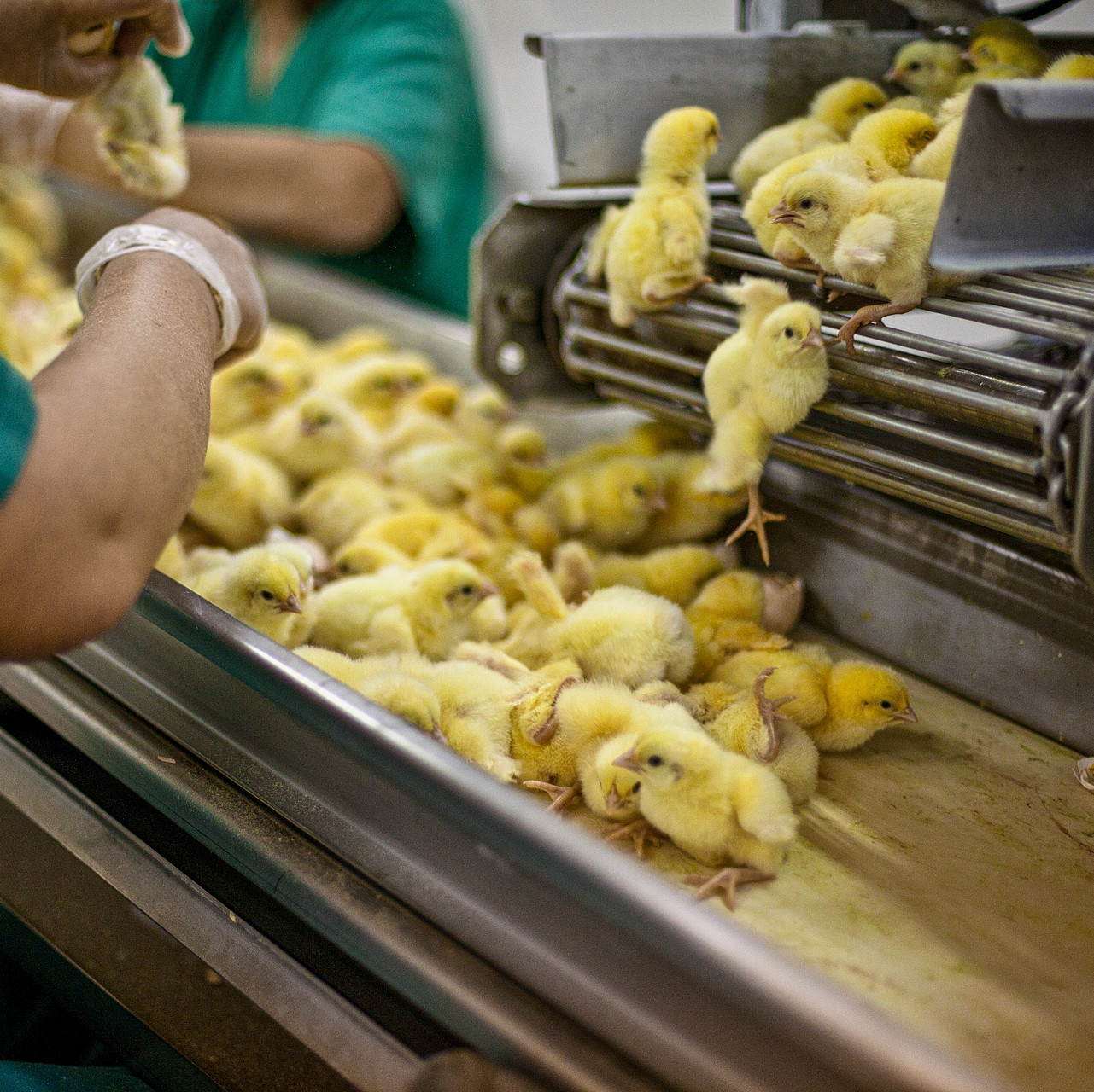 Sorting of chicks Sorting of chicks