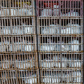 Rabbits in transport cages Rabbits in transport cages