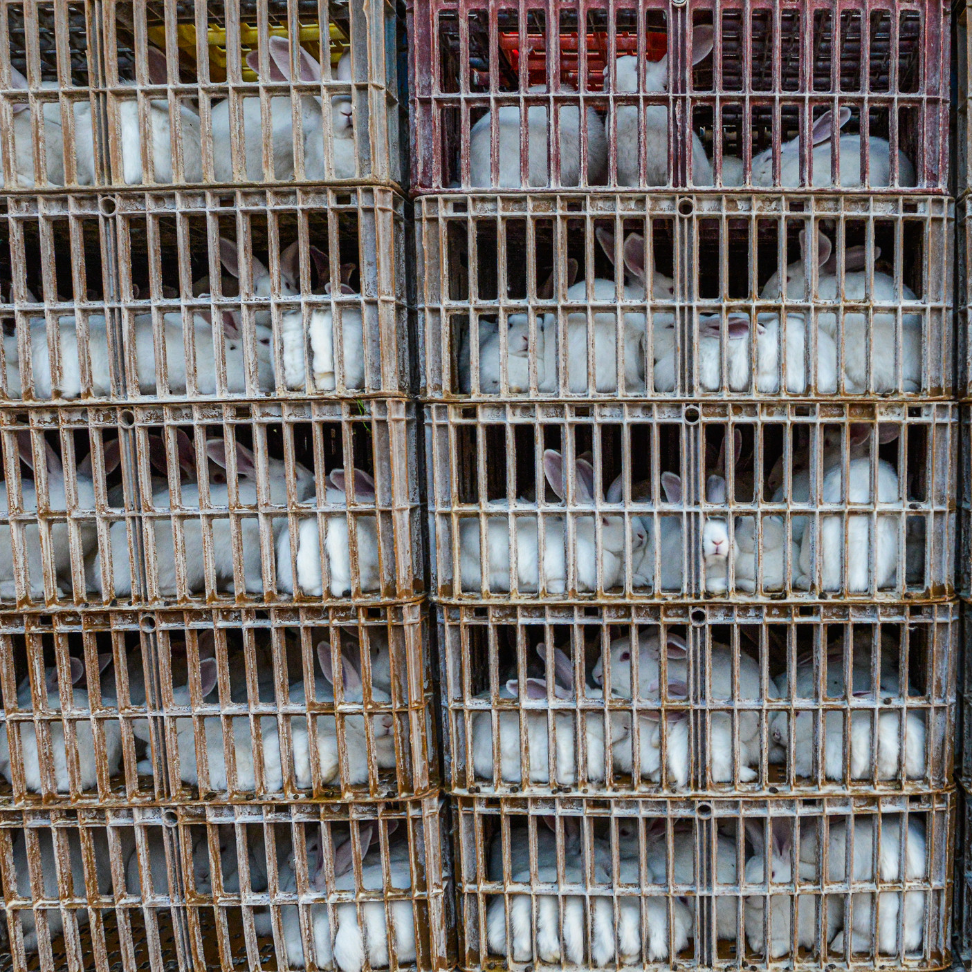 Rabbits in transport cages Rabbits in transport cages