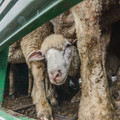 Sheep on a transport truck Sheep on a transport truck