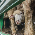 Sheep on a transport truck Sheep on a transport truck