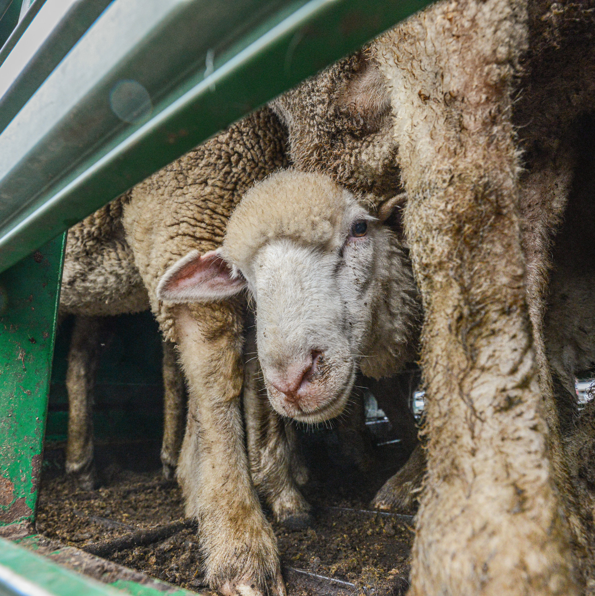 Sheep on a transport truck Sheep on a transport truck