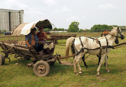 Two horses pulling a carriage in a rural part of Romania