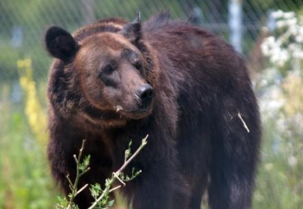 Bear Kvitka