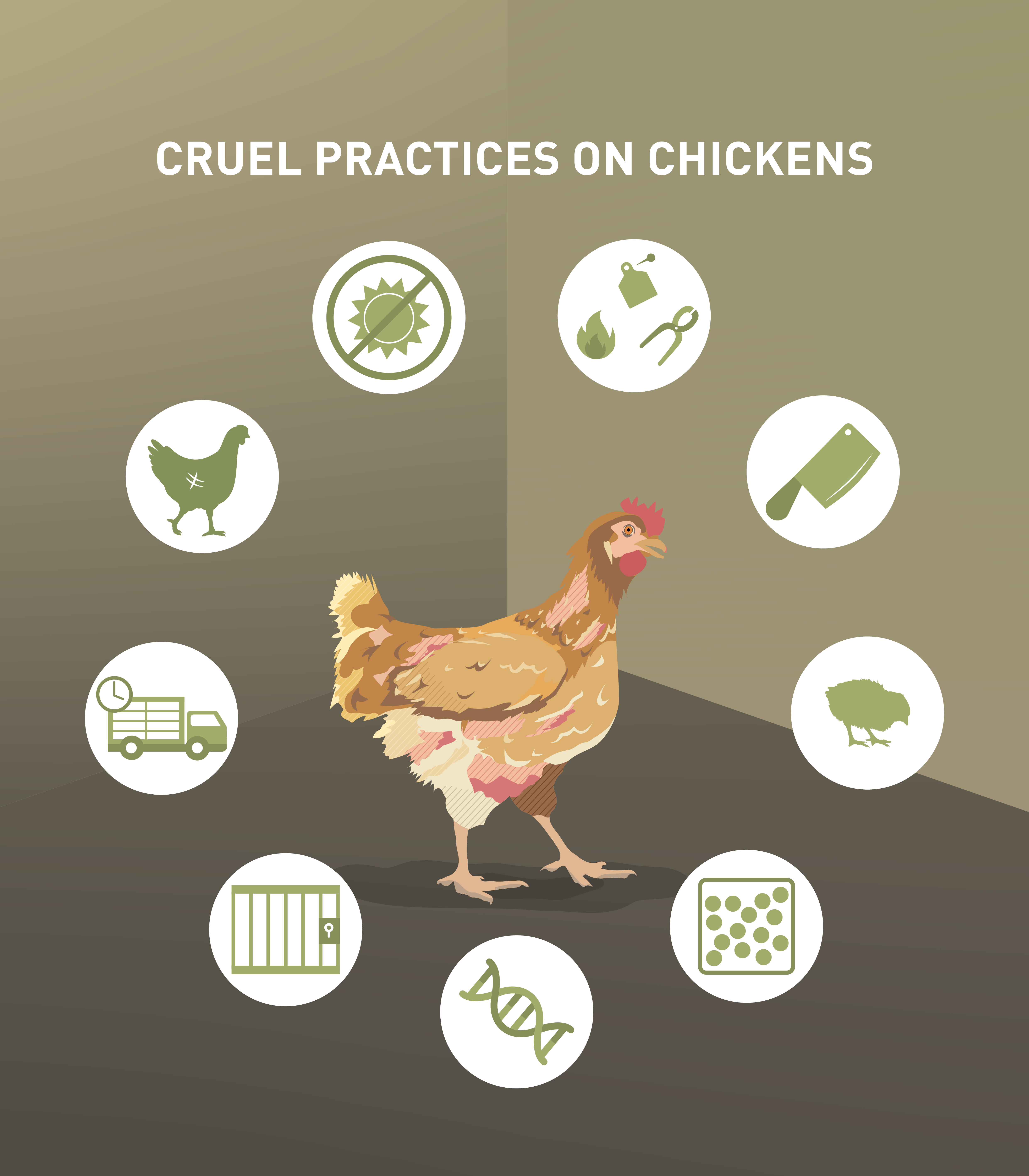 Cruel Practices on Chickens Cruel Practices on Chickens
