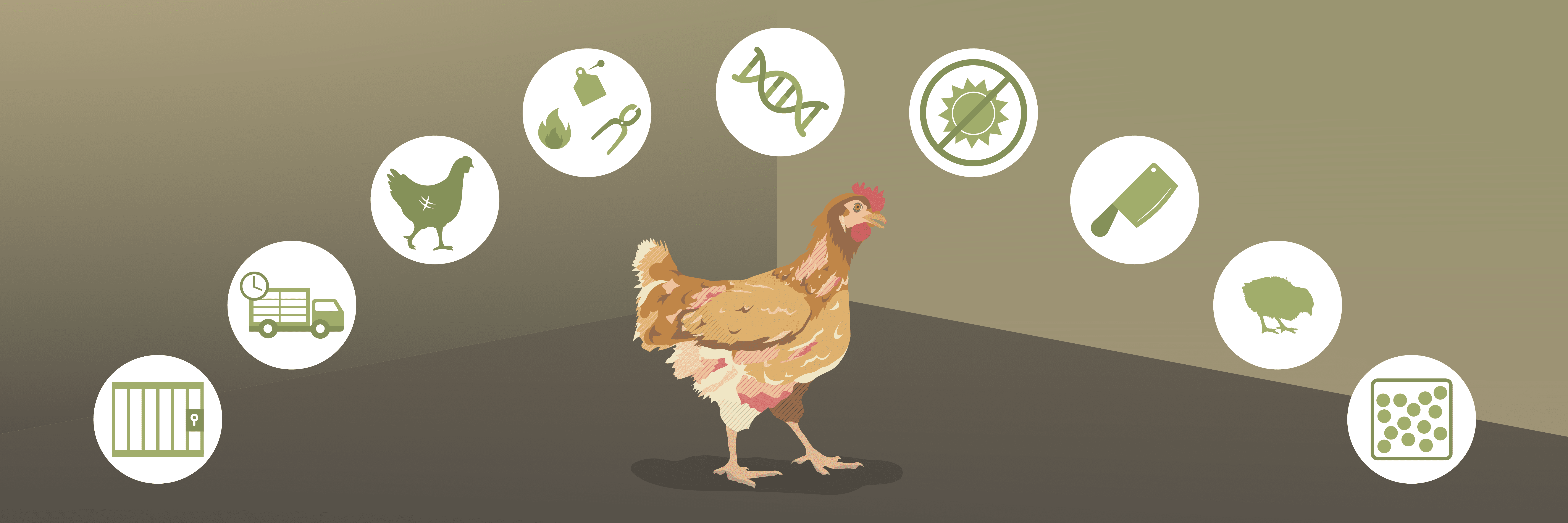 Cruel Practices on Chicken Cruel Practices on Chicken
