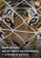 South Africa's out-of-control big cat industry – and how to tackle it
