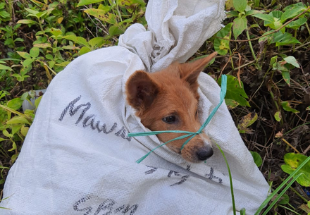Borneo's secretive dog meat trade 