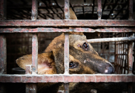 Dog in cage