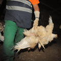 Cruel handling of chicken