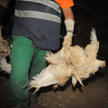 Cruel handling of chicken