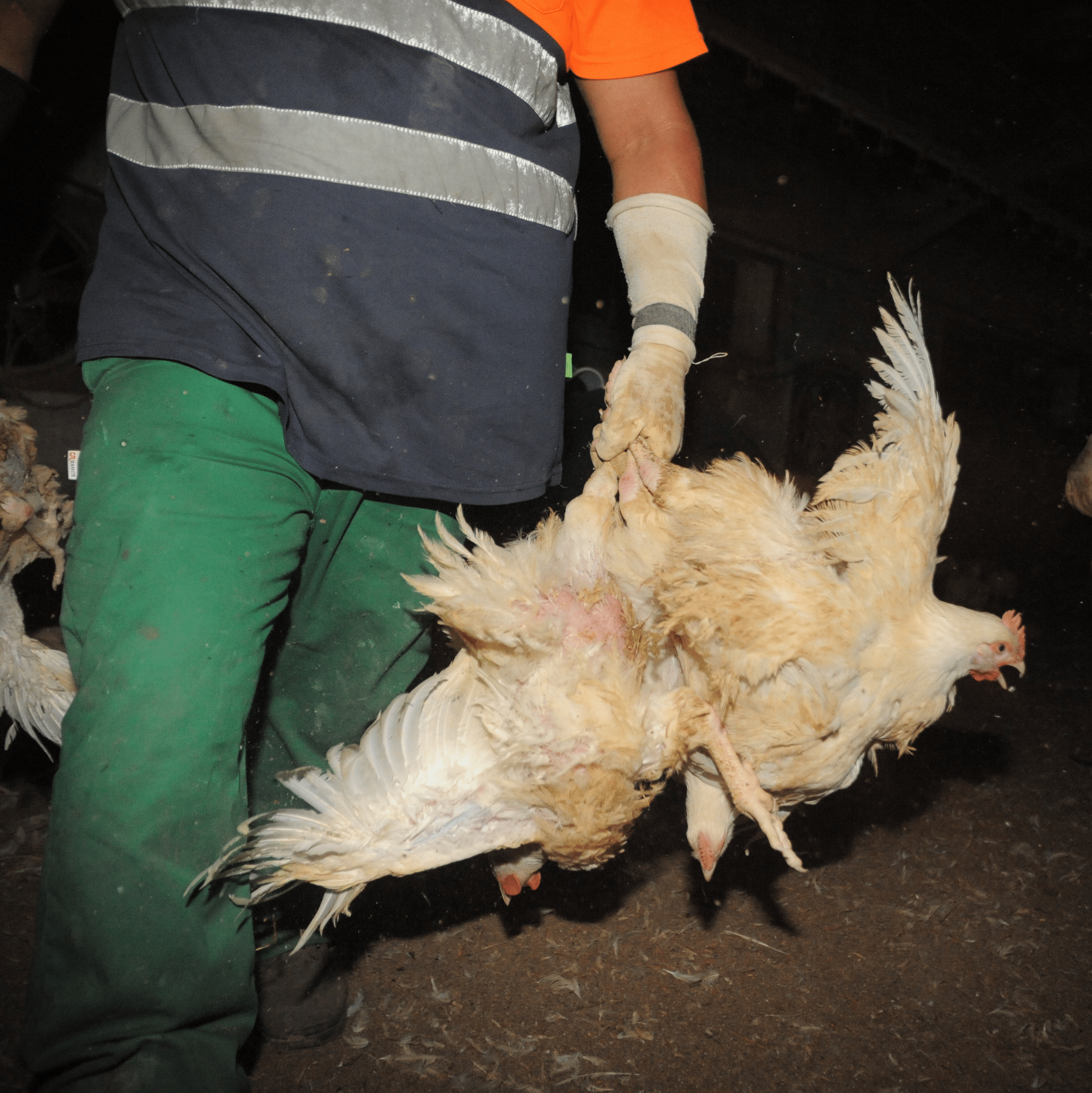 Cruel handling of chicken