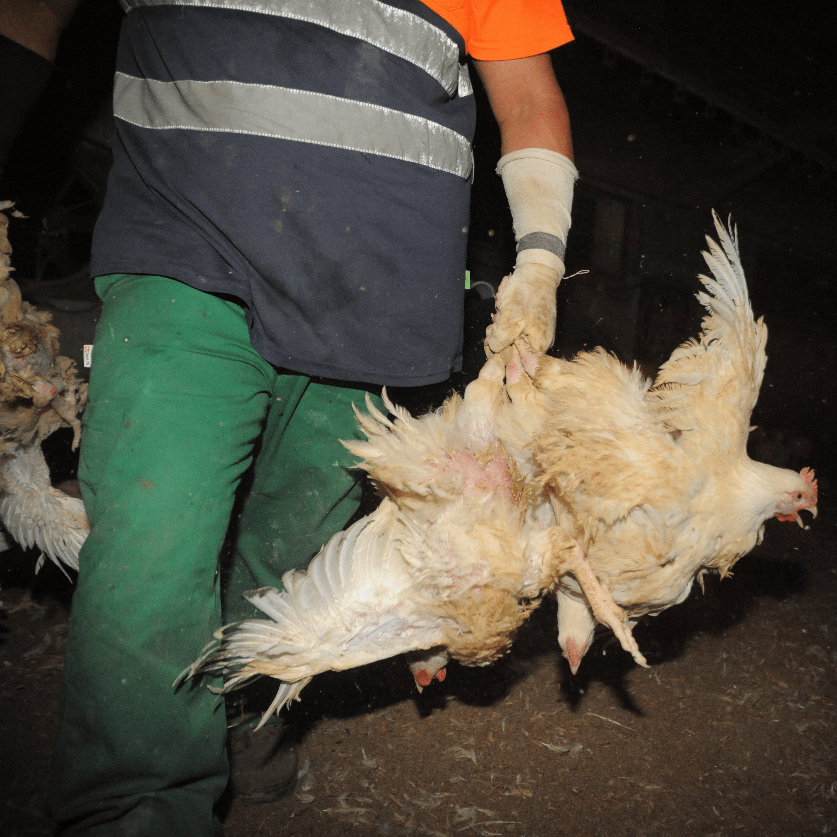 Cruel handling of chicken
