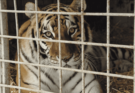 Rescue Tigresses Kenya, Samba and Princess Tiger in a circus truck in Slovakia