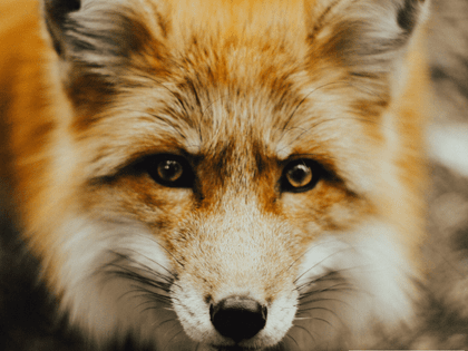 Red fox